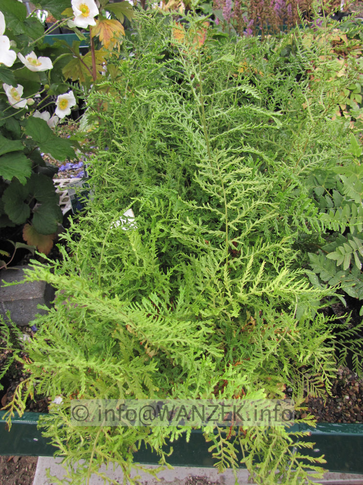 Dryopteris filix-mas Lineare Polydactylon 01.JPG